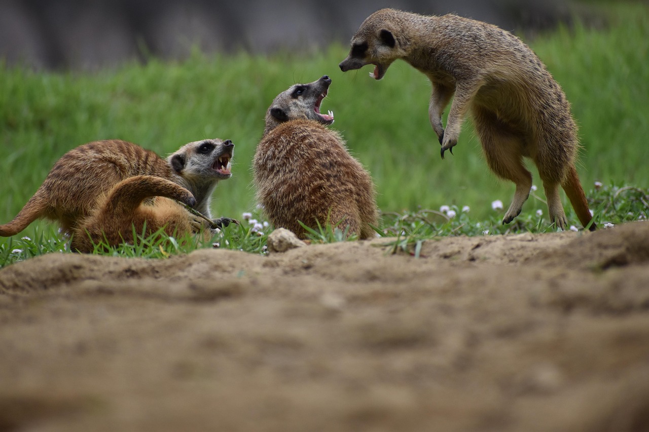 meerkat, animal, zoo, fight, quarrel, nature, dispute, play, quarrel, quarrel, quarrel, quarrel, quarrel, dispute